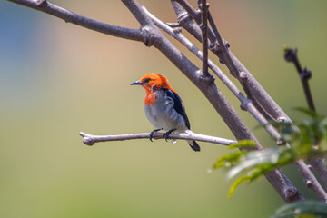 The scarlet-headed flowerpecker (Dicaeum trochileum)