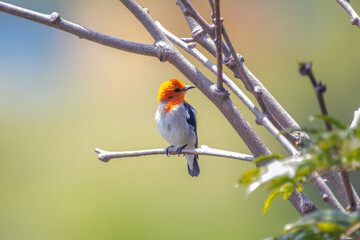 The scarlet-headed flowerpecker (Dicaeum trochileum)
