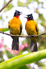 The ruby-throated bulbul (Rubigula dispar)