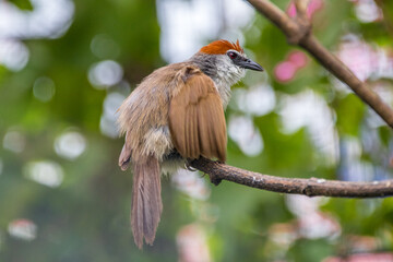 The chestnut-capped babbler (Timalia pileata) is a passerine bird of the family Timaliidae