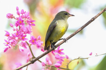The orange-bellied flowerpecker (Dicaeum trigonostigma)