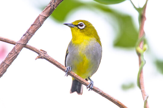 The Javan white-eye (Zosterops flavus) 