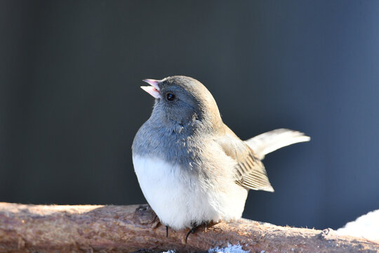 Cute Dark-eyed Junco bird perched on a snow covered branch chirping
