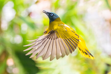 The black-headed bulbul (Brachypodius melanocephalos)