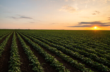 Open soybean field at sunset.