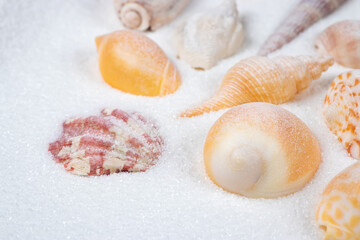 Summer beach. Seashell on the sand. close up