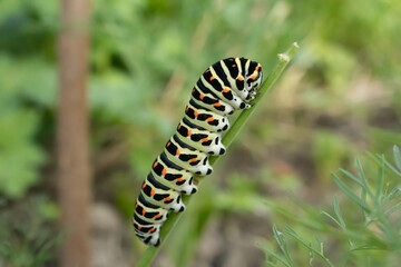 Machaon (Papilio machaon)