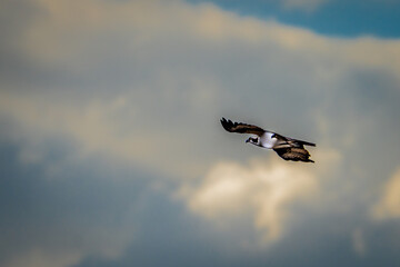 The osprey (Pandion haliaetus), also called sea hawk, river hawk, and fish hawk..