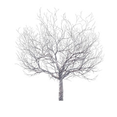 Bare cherry tree drawing isolated transparent background
