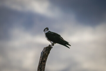 The osprey (Pandion haliaetus), also called sea hawk, river hawk, and fish hawk..