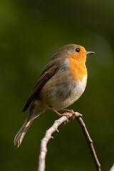 Fototapeta premium Rougegorge familier (Erithacus rubecula)
