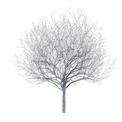 Bare cherry tree drawing isolated transparent background
