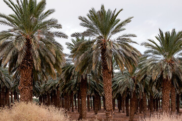 Palm plantation in Israel on a summer day.

