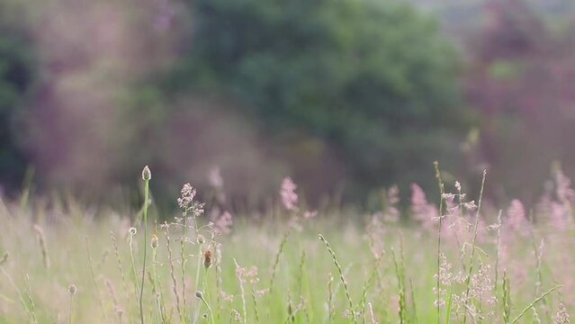 Meadow in spring with insects flying by