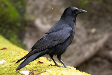 Corneille noire (Corvus corone)