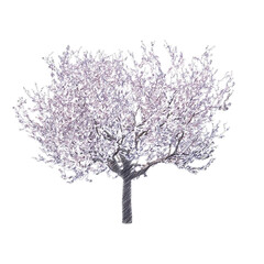 Obraz premium Blossoming cherry tree drawing isolated transparent background 