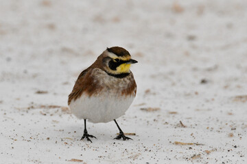 Winter scene of a Horned Lark bird standing in a snow covered agricultural field looking around