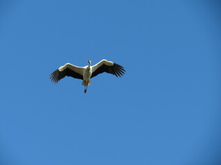 Cigüeña volando por el cielo azul