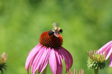 bee on a flower