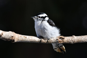 Close up of a female Downy Woodpecker perched on the side of a branch