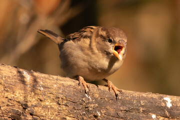 Moineau domestique (Passer domesticus)