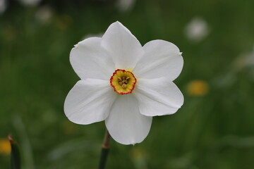 Fototapeta premium Blüte - Blume