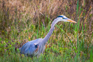 Great Blue Heron