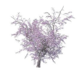 Fototapeta na wymiar Blossoming cherry tree drawing isolated transparent background 