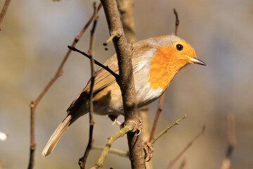 Rougegorge familier (Erithacus rubecula)