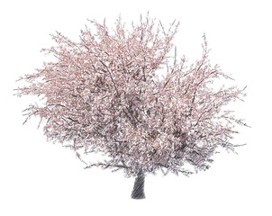 Blossoming cherry tree drawing isolated transparent background 
