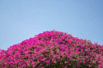 Pink Bougainvillea (Genus Bougainvillea) before blue sky.