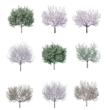 Cherry tree set drawing isolated transparent background
