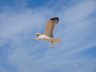 Flying European herring silver gull Larus argentatus at blue sky