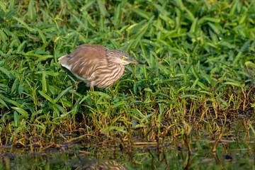 Close up of Pond heron bird in the grass with use of selective focus 