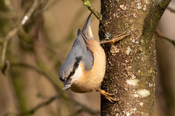 Sittelle torchepot (Sitta europaea)