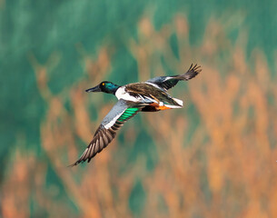 A Northern Shoveler duck with beautiful head and wing feathers pivoting in flight.