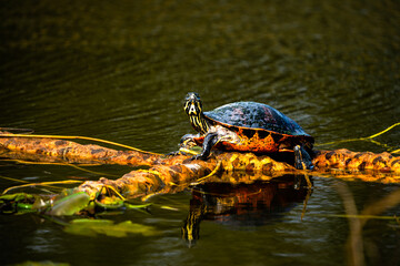 The painted turtle is the most widespread native turtle of North America.