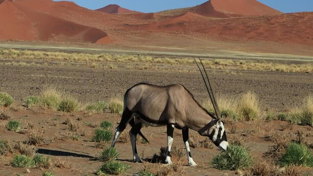 oryx antelope (gemsbok) at sossusvlei