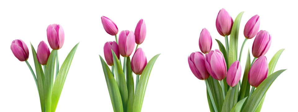 Pink tulips isolated on white