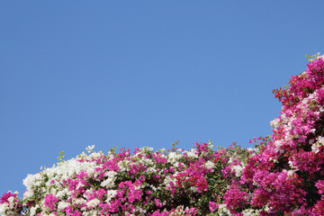 Mix of pink and white Bougainvillea (Genus Bougainvillea) before blue sky. Copy space.