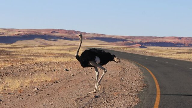 common ostrich (Struthio camelus) crossing a road