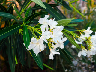 close-up of a branch of an oleander blooming with white flowers