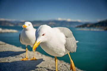 Seagull portrait against sea shore. Close up view of white bird seagull sitting by the beach. Wild seagull with natural blue background.