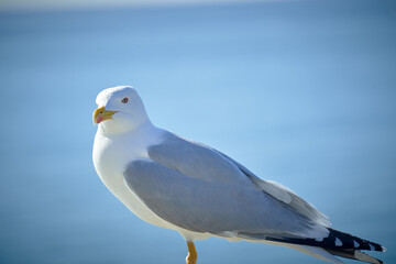 Seagull portrait against sea shore. Close up view of white bird seagull sitting by the beach. Wild seagull with natural blue background.