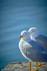 Seagull portrait against sea shore. Close up view of white bird seagull sitting by the beach. Wild seagull with natural blue background.