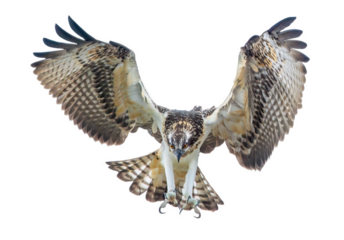 Osprey swoops down with its talons outstretched