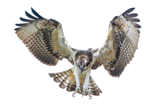 Osprey swoops down with its talons outstretched