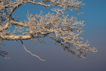tree in winter