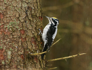 Eurasian three-toed woodpecker (Picoides tridactylus) male searching food from a spruce in winter in light snowfall.
