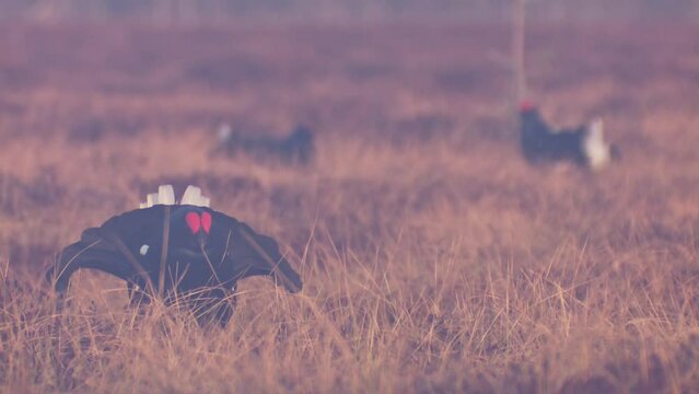 three males of a Black Grouses Tetrao tetrix at Leksite in bog. Black Grouse roost in the fog. European nature.